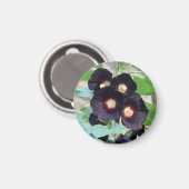 Aimant Conception de photo florale de violette pansy noir (Recto/Verso)