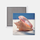 Aimant Conch Shell (Recto/Verso)