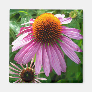 Aimant Coneflowers pourpre