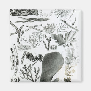 Aimant Conferra Fucus