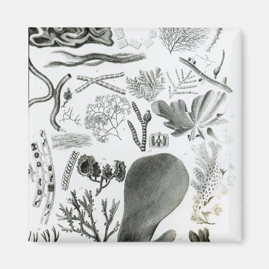 Aimant Conferra Fucus (Devant)