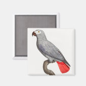 AIMANT CONGO GRAY PARROT (Recto/Verso)