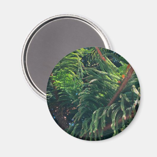 Aimant conifère à feuillage persistant de pin (Recto/Verso)