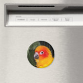 Aimant coniure solaire (In Situ (Lave-vaisselle))