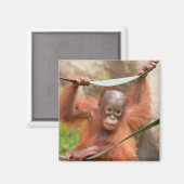 Aimant Connexion bébé orang-outan (Recto/Verso)