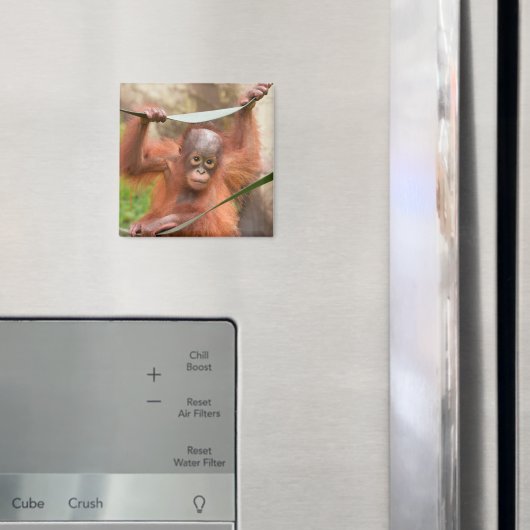 Aimant Connexion bébé orang-outan (In situ (réfrigérateur))