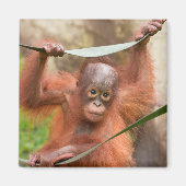 Aimant Connexion bébé orang-outan (Devant)