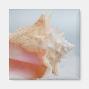 Aimant Conque Shell la Floride