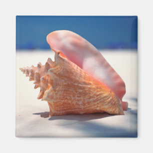 Aimant Conque Shell sur la plage 2