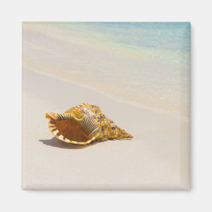 Aimant Conque Shell sur la plage 3