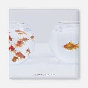 Aimant Contraste de beaucoup de poissons rouges dans la c