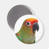 Aimant Conure à capuchon doré (Recto/Verso)