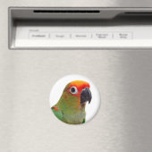 Aimant Conure à capuchon doré (In Situ (Lave-vaisselle))
