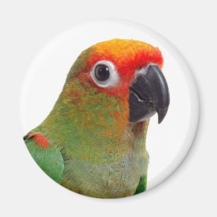 Aimant Conure à capuchon doré