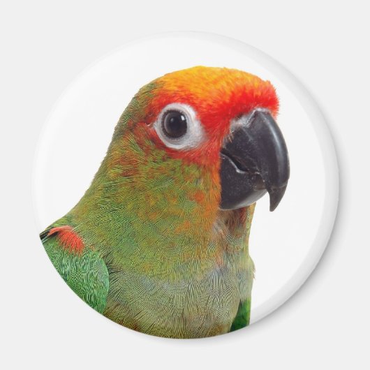 Aimant Conure à capuchon doré (Devant)