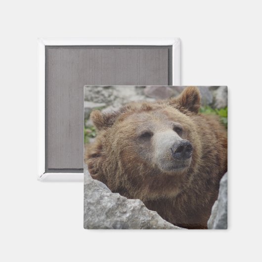 Aimant Cook bear (Recto/Verso)