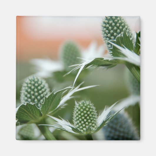 Aimant Cool Plante (Devant)
