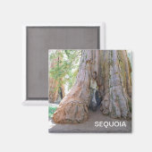 Aimant cool Sequoia ! (Recto/Verso)