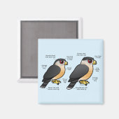 Aimant Coop v Sharpie (Recto/Verso)