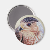 Aimant Coopers Hawk (Recto/Verso)