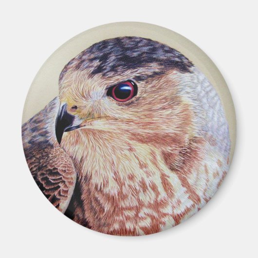 Aimant Coopers Hawk (Devant)