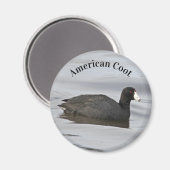 Aimant Coot américain (Recto/Verso)