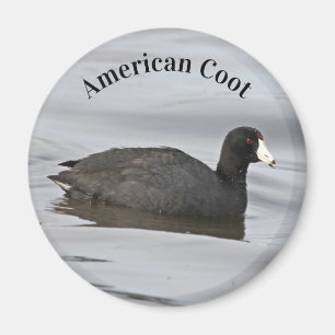 Aimant Coot américain