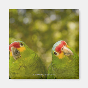 Aimant Copan, Honduras