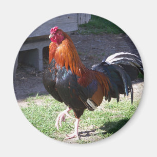 Aimant Coq