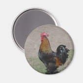 Aimant coq (Recto/Verso)