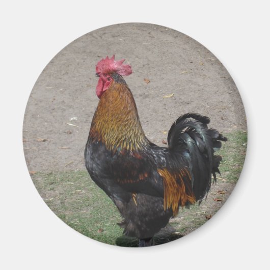 Aimant coq (Devant)
