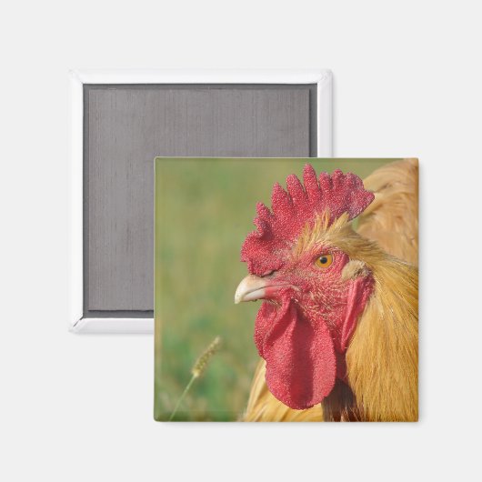 Aimant Coq Buff (Recto/Verso)