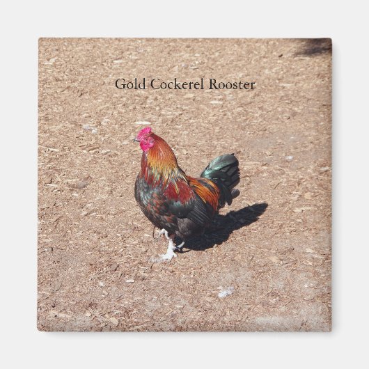 Aimant Coq Cockerel doré (Devant)