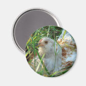 Aimant Coq dans la prairie de foin (Recto/Verso)