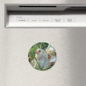 Aimant Coq dans la prairie de foin (In Situ (Lave-vaisselle))