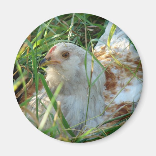 Aimant Coq dans la prairie de foin (Devant)