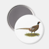 Aimant Coq de faisan (Recto/Verso)