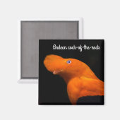 Aimant Coq de rocher andin (Recto/Verso)