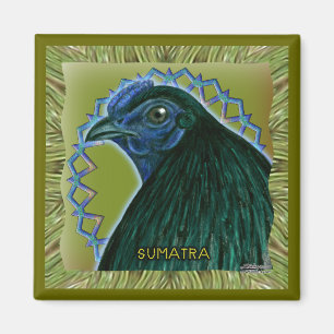 Aimant Coq de Sumatra encadré