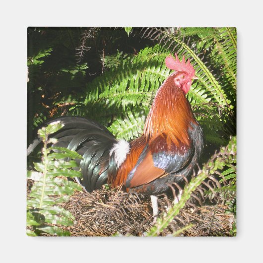 Aimant Coq En Feuille (Devant)