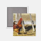 Aimant Coq Rhode Island Red (Recto/Verso)
