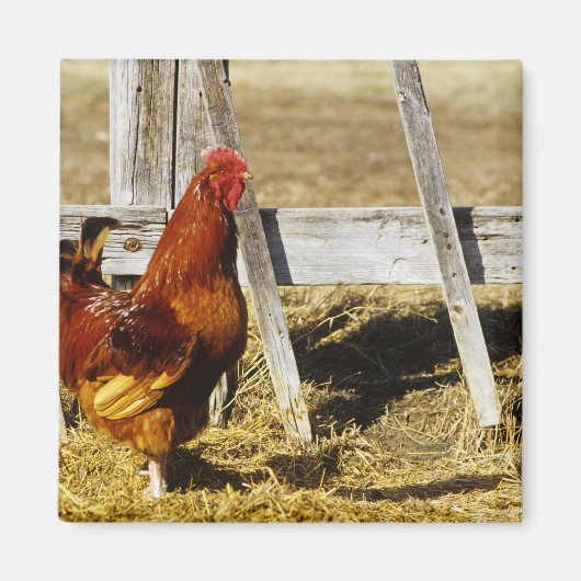 Aimant Coq Rhode Island Red (Devant)