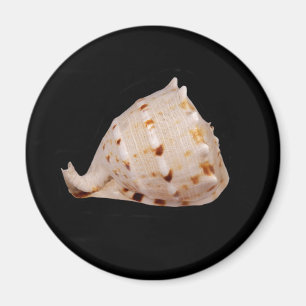 Aimant coque conique