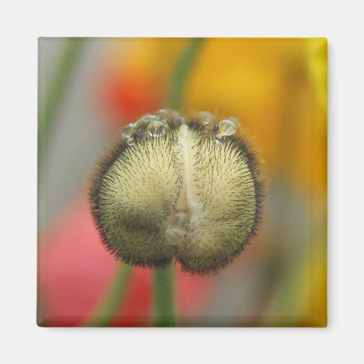 Aimant coquelicot (Devant)