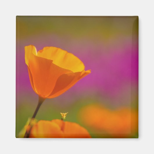 Aimant coquelicot et rose (Devant)