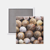 Aimant Coques des escargots (Recto/Verso)