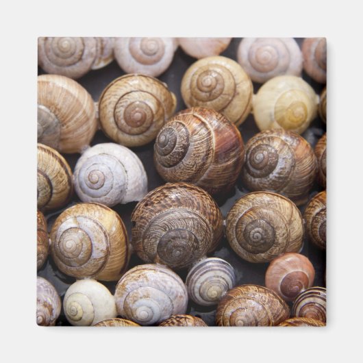 Aimant Coques des escargots (Devant)