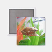 AIMANT COQUI (Recto/Verso)