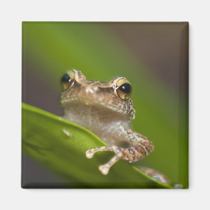 Aimant Coqui commun, Eleutherodactylus coqui