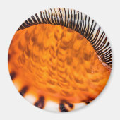 Aimant Coquillage hypnotique (Devant)